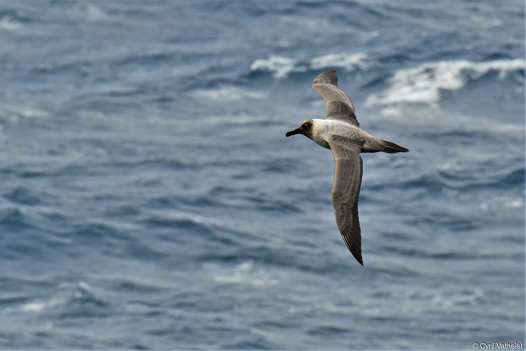 Albatros fuligineux, composition, Vol