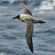 Light-mantled Albatross