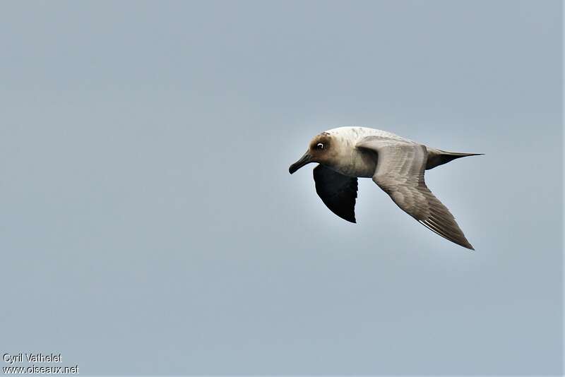 Light-mantled Albatross, pigmentation, Flight