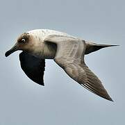 Light-mantled Albatross