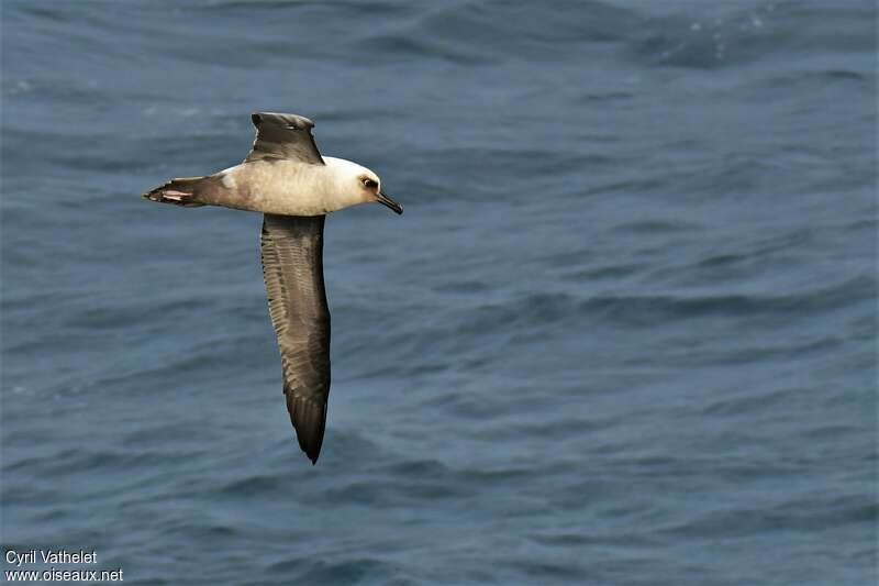 Light-mantled Albatross, aspect, pigmentation, Flight