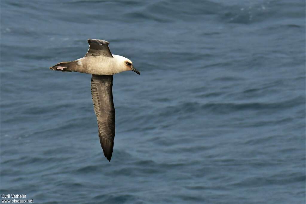 Albatros fuligineux, composition, pigmentation, Vol