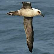 Light-mantled Albatross