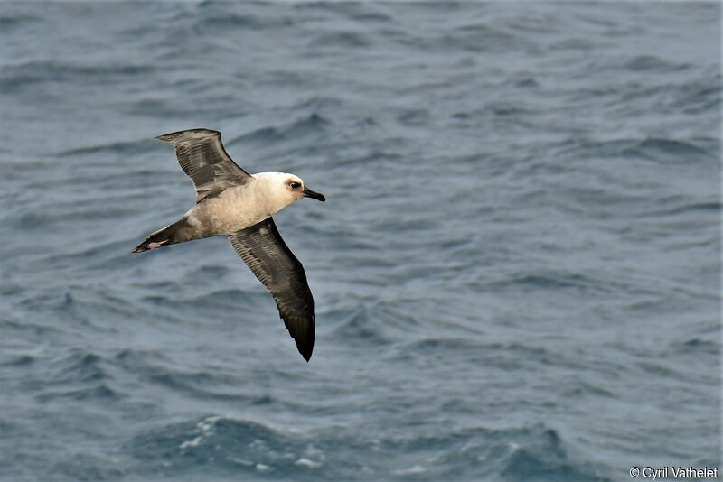 Light-mantled Albatross, aspect, Flight