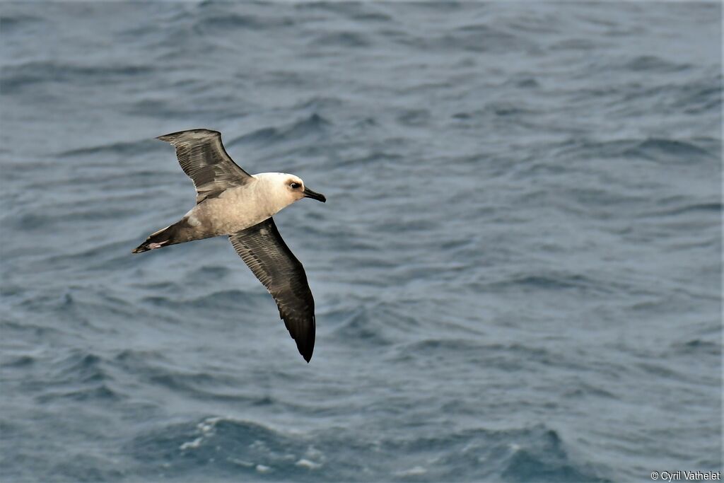 Albatros fuligineux, composition, Vol