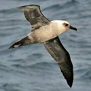 Light-mantled Albatross