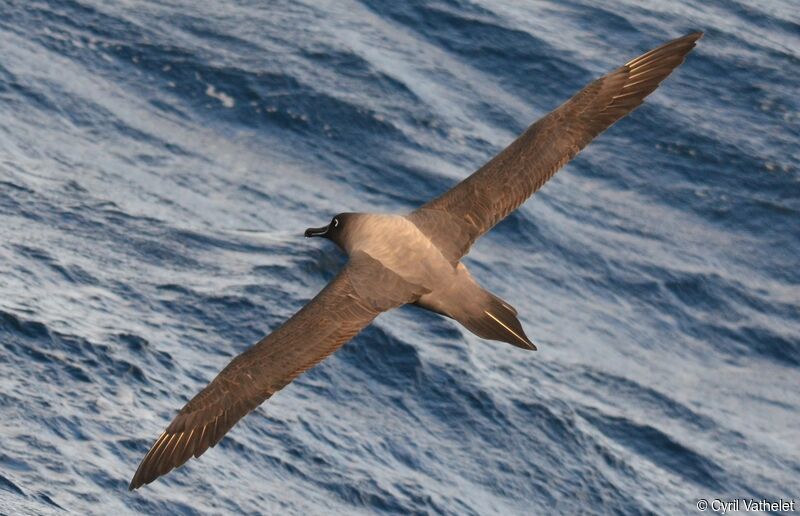Light-mantled Albatross, identification, aspect, Flight