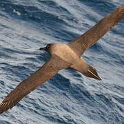 Light-mantled Albatross