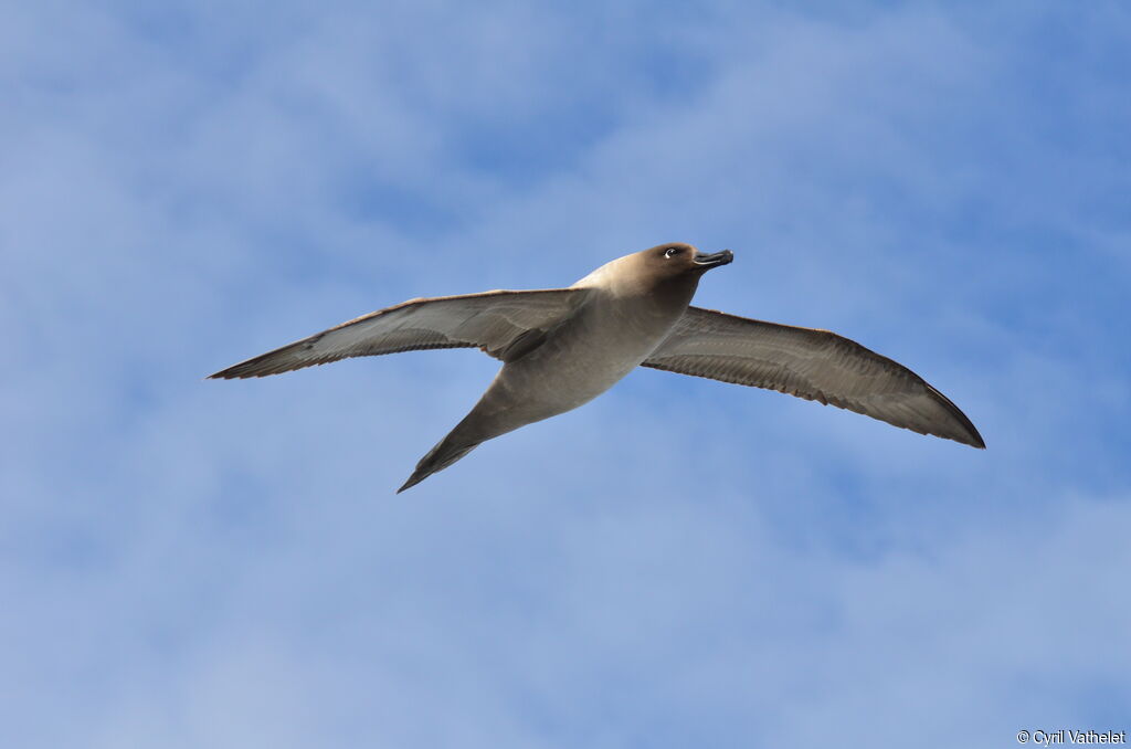 Light-mantled Albatross, identification, aspect, Flight