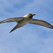 Light-mantled Albatross