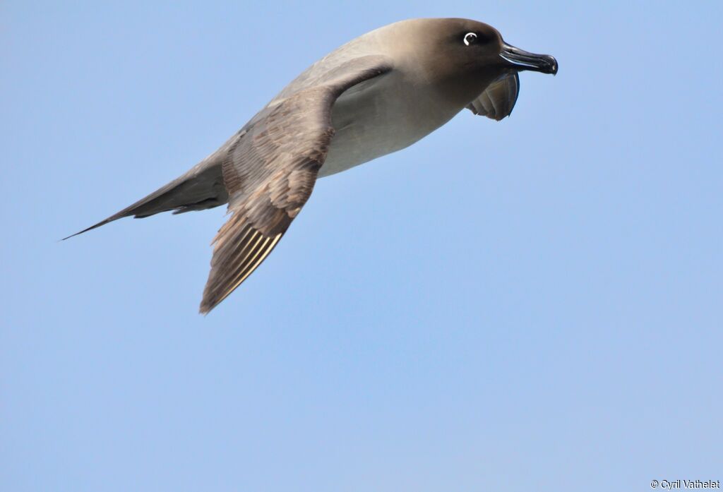 Light-mantled Albatross, identification, aspect, Flight