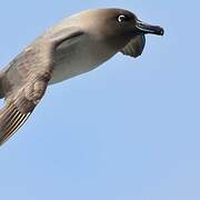 Light-mantled Albatross