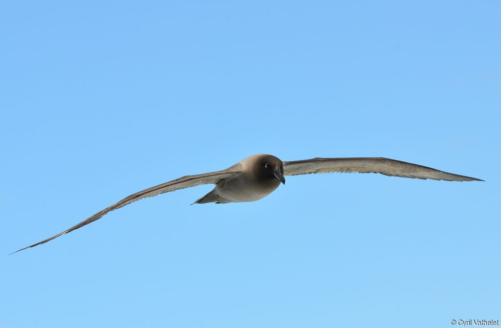 Albatros fuligineux, identification, composition, Vol