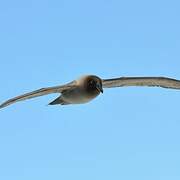 Light-mantled Albatross