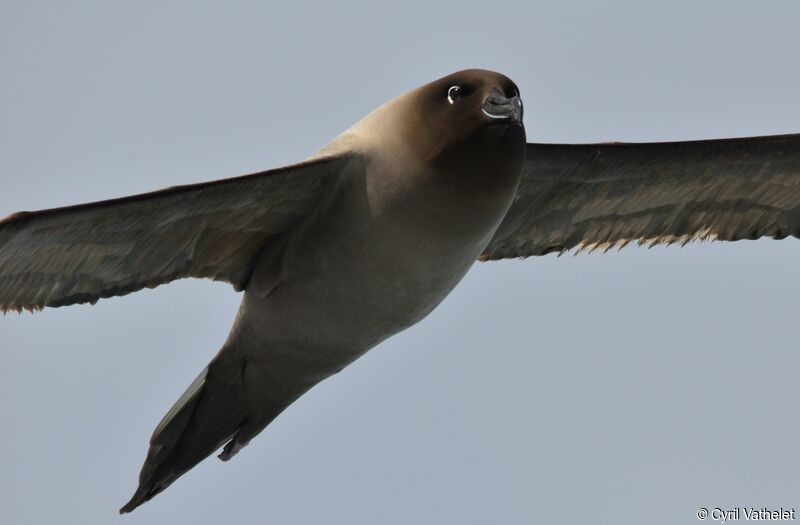 Light-mantled Albatrossadult, identification, aspect, pigmentation, Flight