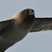 Light-mantled Albatross