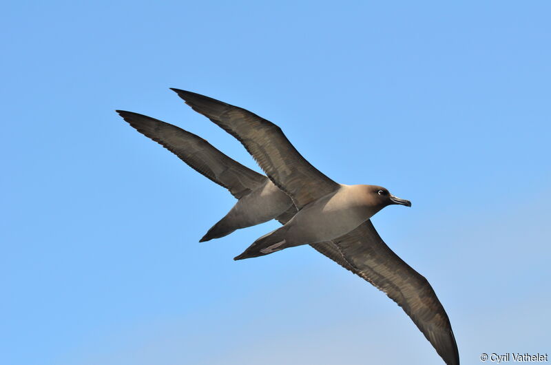 Light-mantled Albatrossadult, aspect, Flight