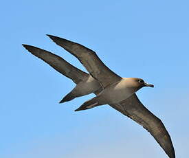 Albatros fuligineux