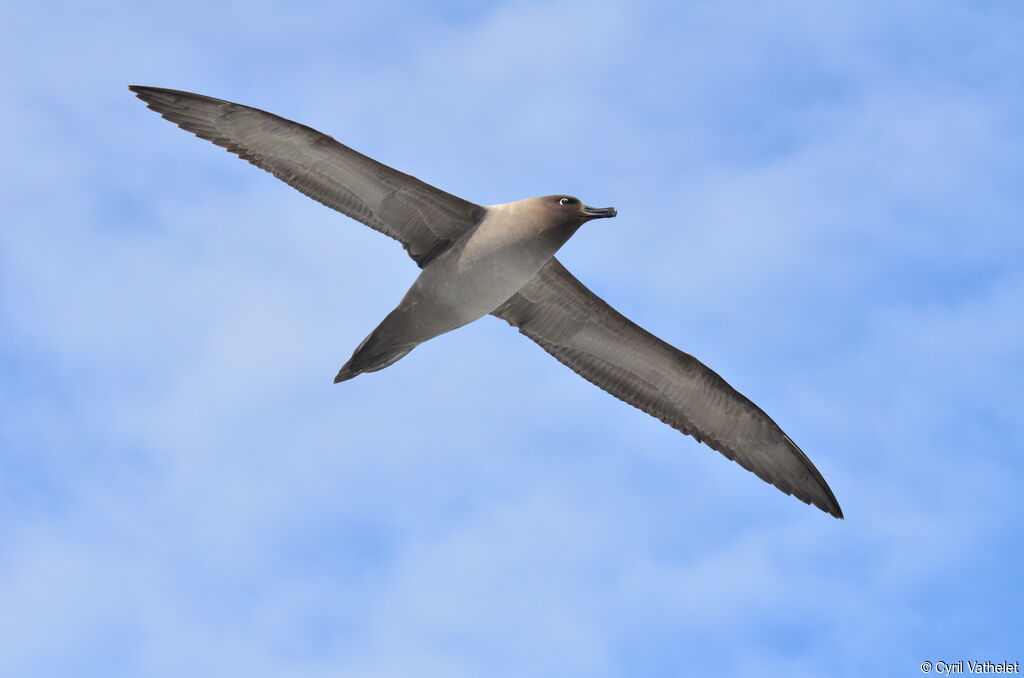 Light-mantled Albatrossadult, identification, aspect, pigmentation, Flight