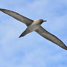 Albatros fuligineux