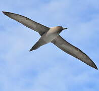 Light-mantled Albatross