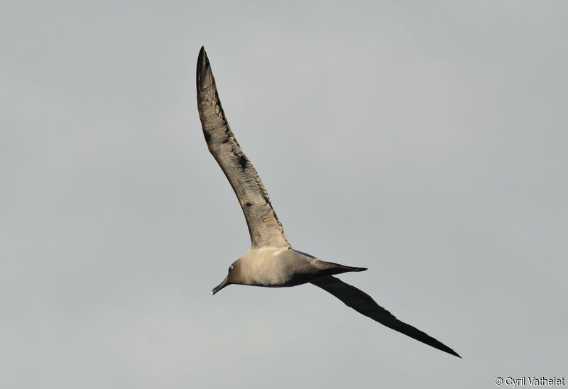 Albatros fuligineuxadulte, identification, composition, pigmentation, Vol