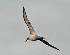 Light-mantled Albatross