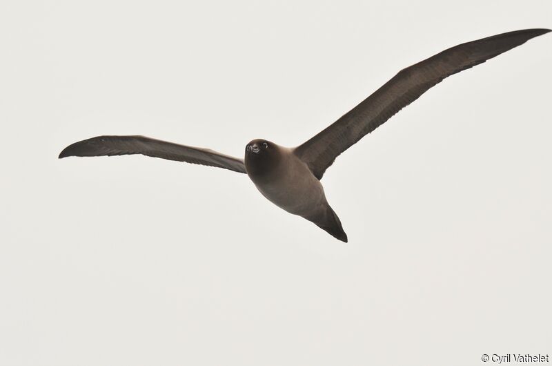 Light-mantled Albatross, identification, aspect