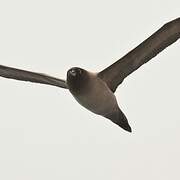 Light-mantled Albatross