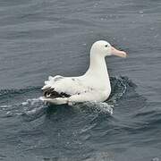 Snowy Albatross