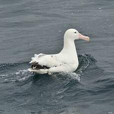 Albatros hurleur