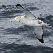 Wandering Albatross