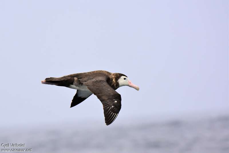 Albatros hurleur1ère année, identification