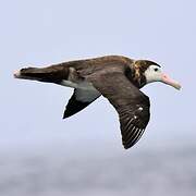 Wandering Albatross