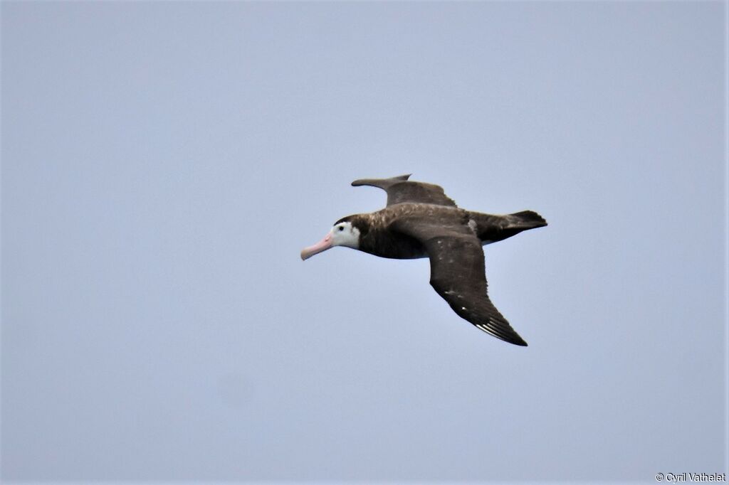 Albatros hurleur1ère année, Vol