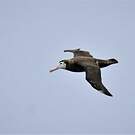 Albatros hurleur