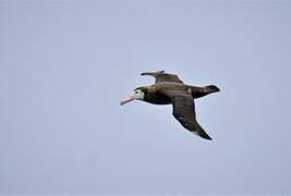 Wandering Albatross