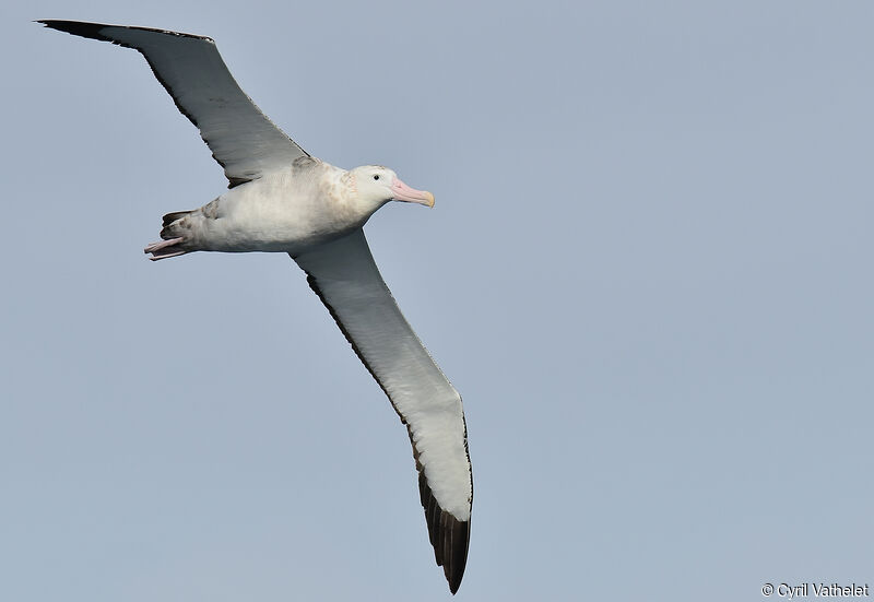 Wandering Albatross, identification, aspect, pigmentation