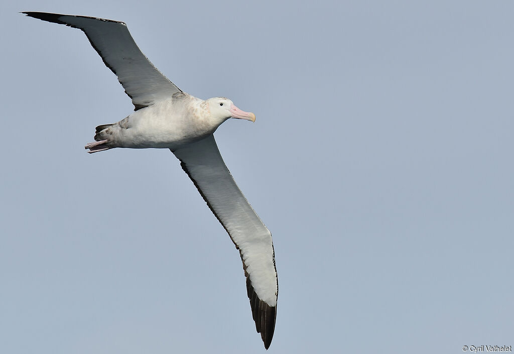 Albatros hurleur, identification, composition, pigmentation