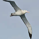 Albatros hurleur