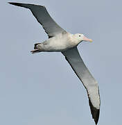 Wandering Albatross