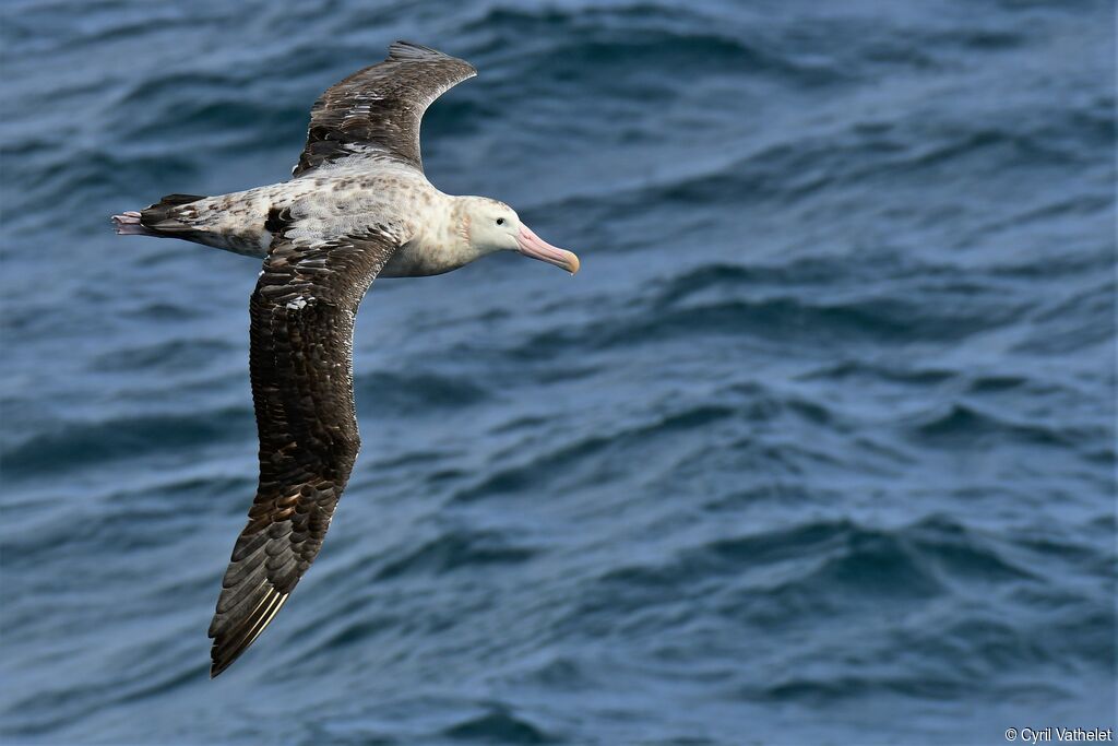 Albatros hurleursubadulte, composition, pigmentation, Vol