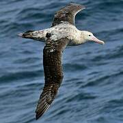 Snowy Albatross