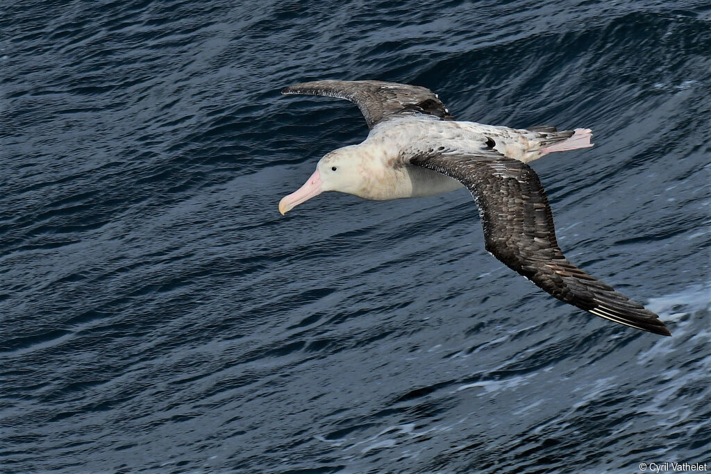 Albatros hurleursubadulte, composition, pigmentation, Vol