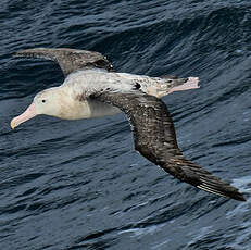 Albatros hurleur