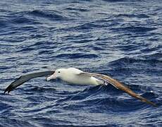 Southern Royal Albatross