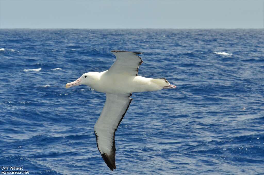 Albatros royaladulte, identification