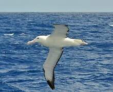 Southern Royal Albatross