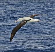 Southern Royal Albatross