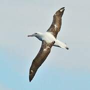 Southern Royal Albatross